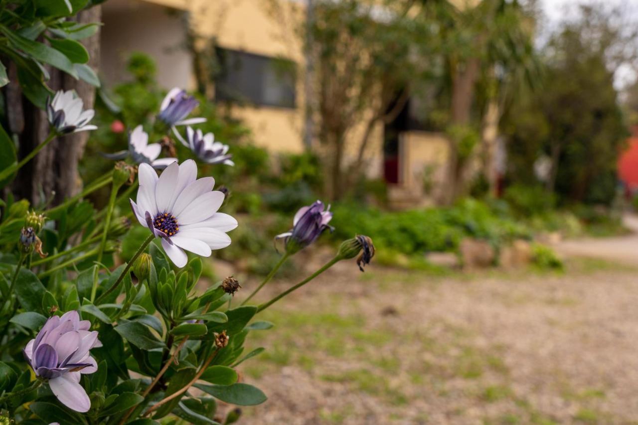 Appartamento Asfodelo Villacidro エクステリア 写真